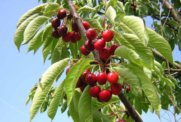 Ciliegio (Prunus Avium)