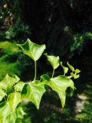 Edera (Hedera)