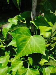 Edera (Hedera)